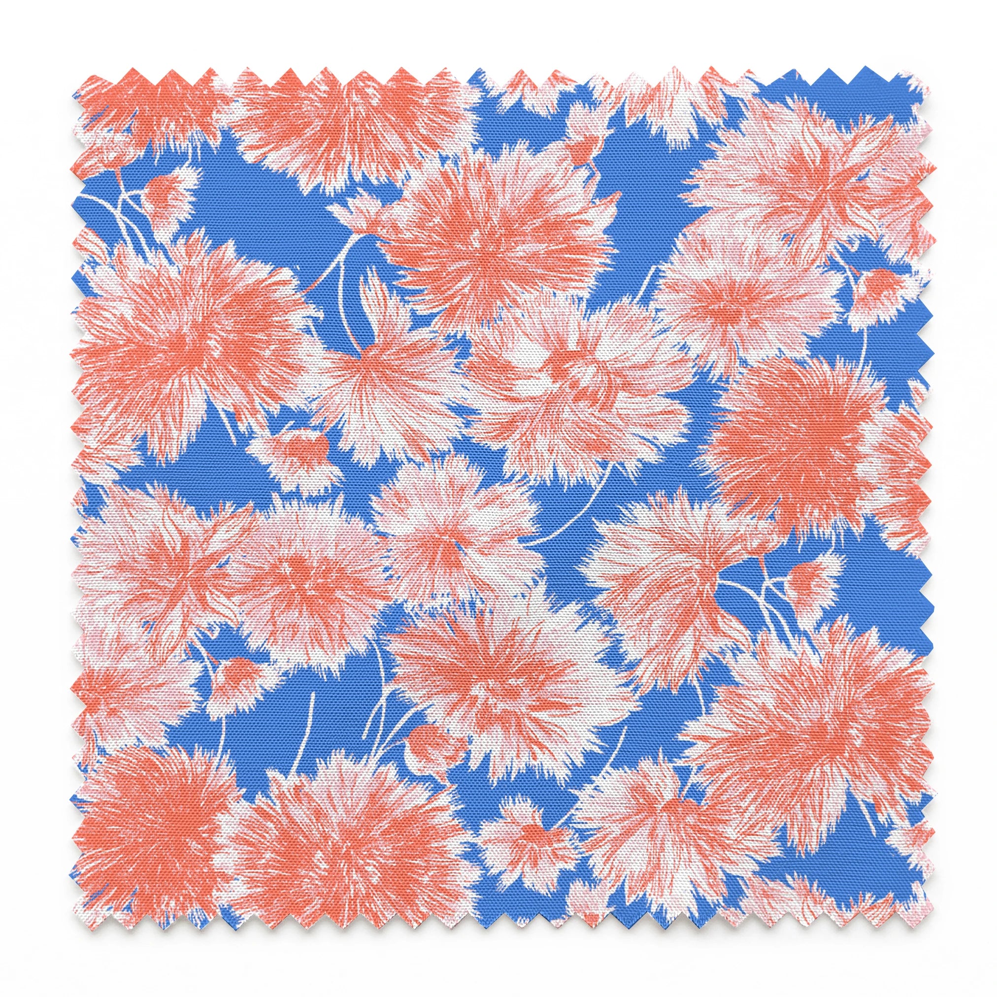 Coral pink floral pattern of chrysanthemums or dahlias on bright blue background springs swatch pinked